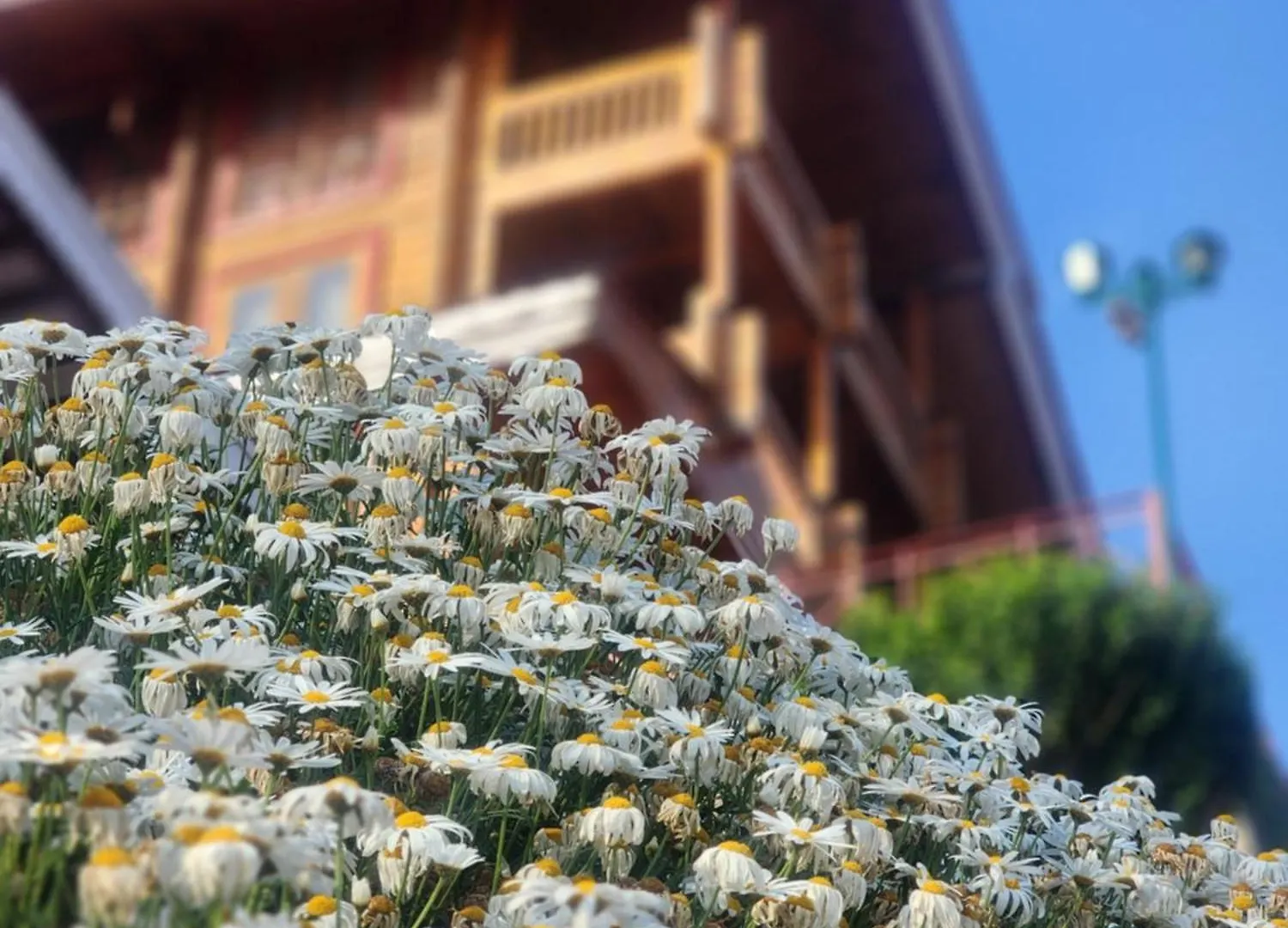 Rezort The Chalets Naldehra Šimla